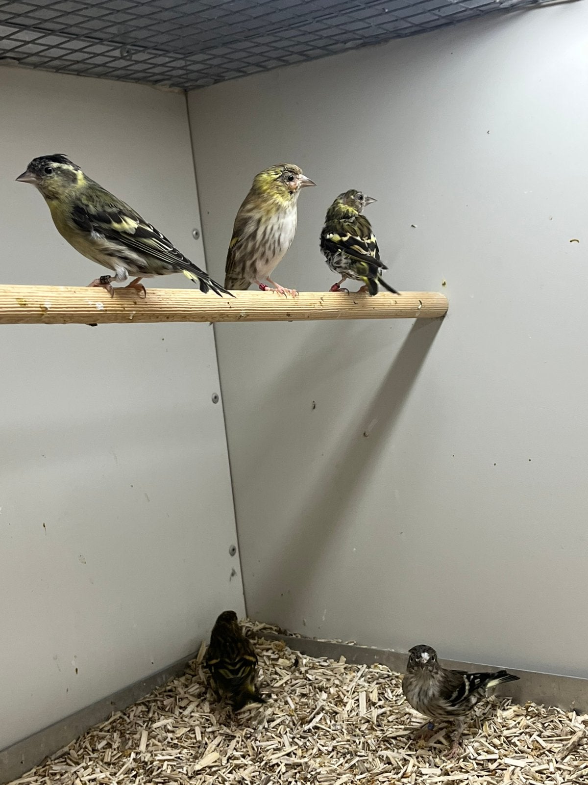 Europese Sijzen, Dieren en Toebehoren, Vogels | Overige Vogels, Meerdere dieren, Wildzangvogel, Geringd
