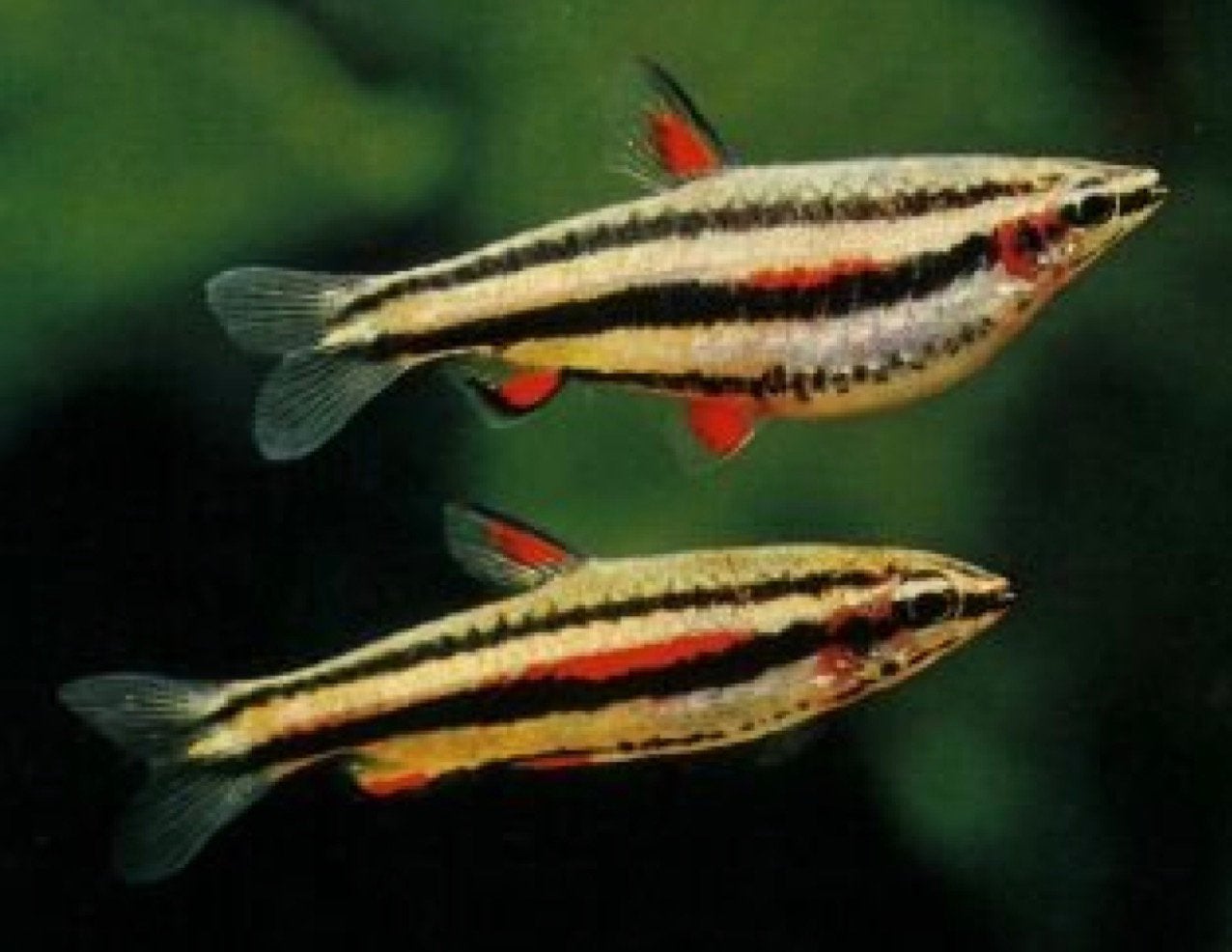 5 NANNOSTOMUS MARGINATUS dwergpotloodvisjes, Dieren en Toebehoren, Vis