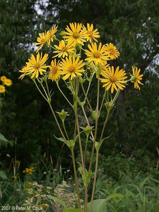 20 Zaden Zonnekroon Silphium perfoliatum Bijenplant, Ophalen of Verzenden, Voorjaar, Volle zon, Zaad