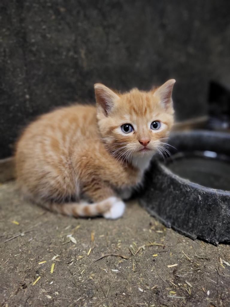 Tamme boerderij kittens, Dieren en Toebehoren, Meerdere dieren, Kortharig, 0 tot 2 jaar