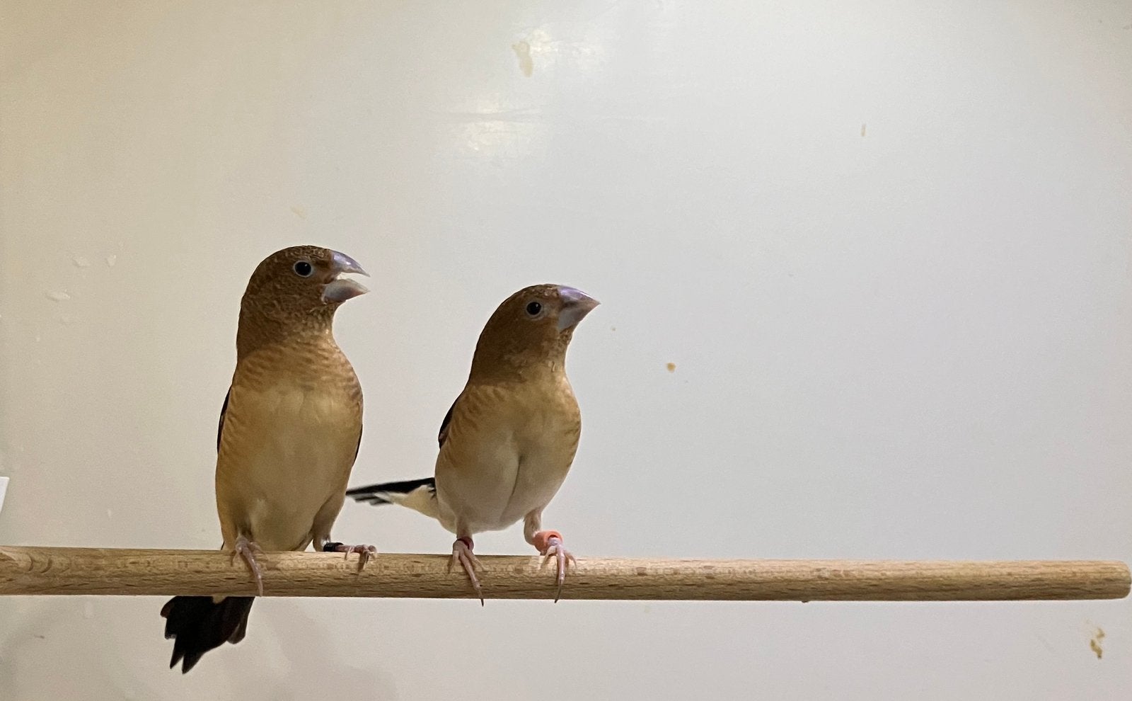 Zilverbekjes, Dieren en Toebehoren, Meerdere dieren