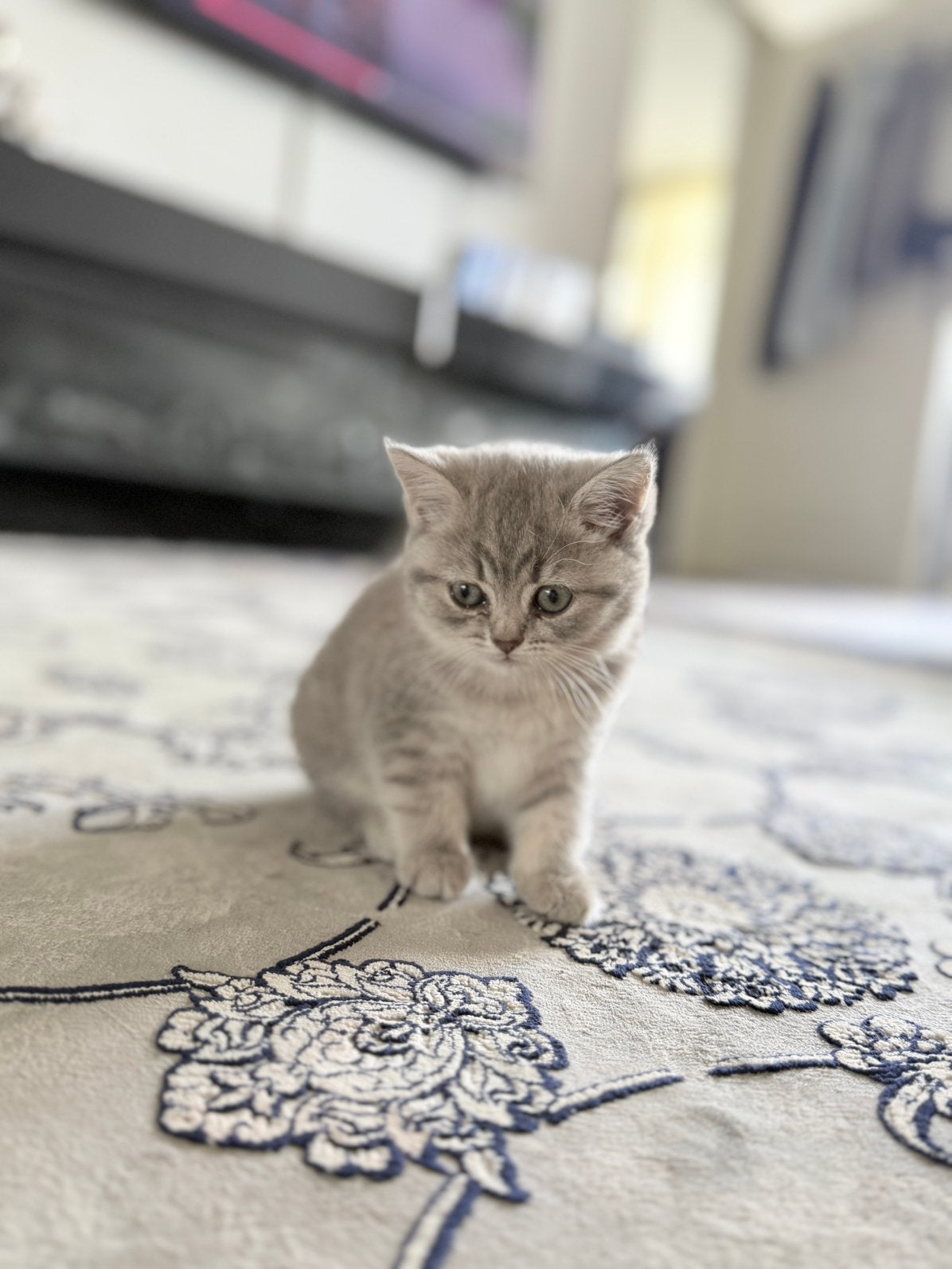 Raszuivere britse korthaar kittens, Meerdere dieren