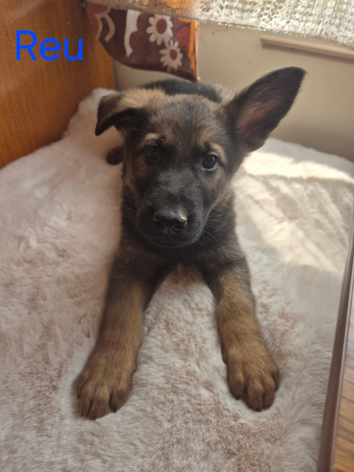 Mechelse herder x Duitse herder pups, Dieren en Toebehoren, Honden | Herdershonden en Veedrijvers, Parvo, 8 tot 15 weken, Meerdere
