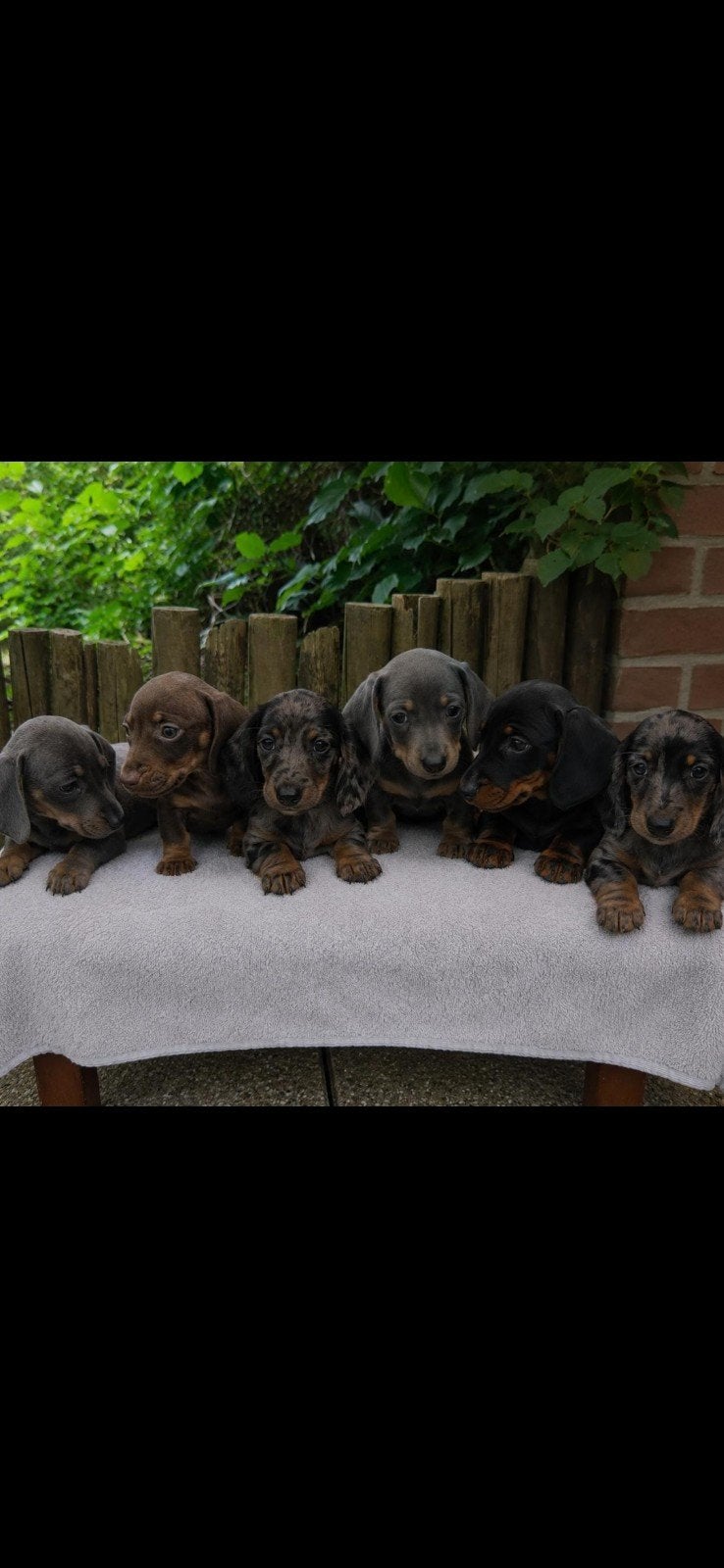 Dwergteckel puppy's, 8 tot 15 weken, Korthaar, Dwerg, Meerdere