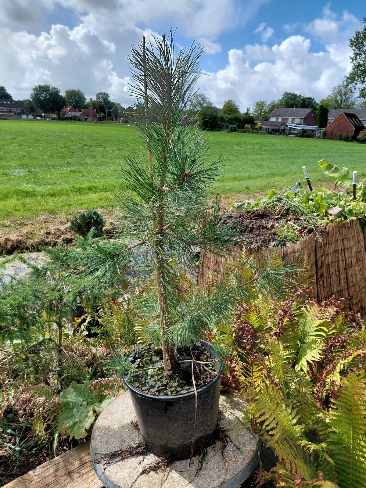 Zeeden, Overige soorten, Minder dan 100 cm, Ophalen, Volle zon