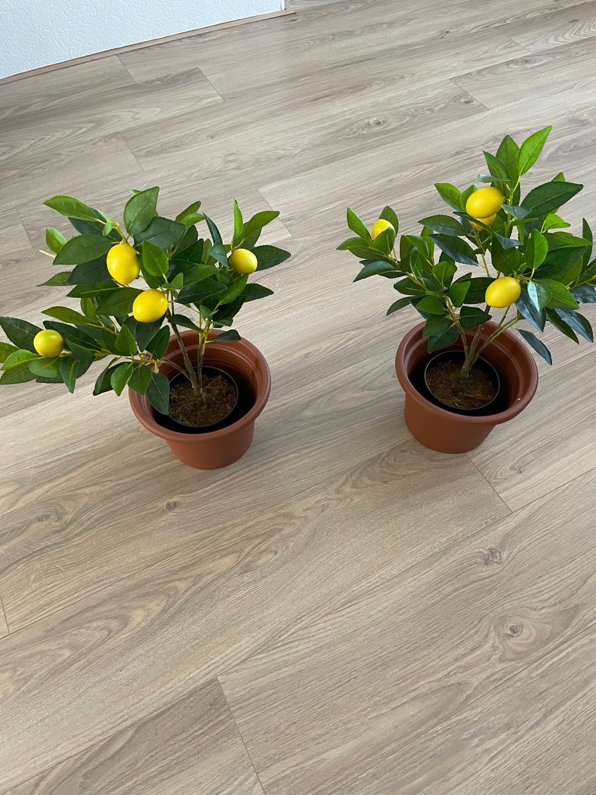 Citroen kunst planten, Ophalen, Overige soorten, Volle zon