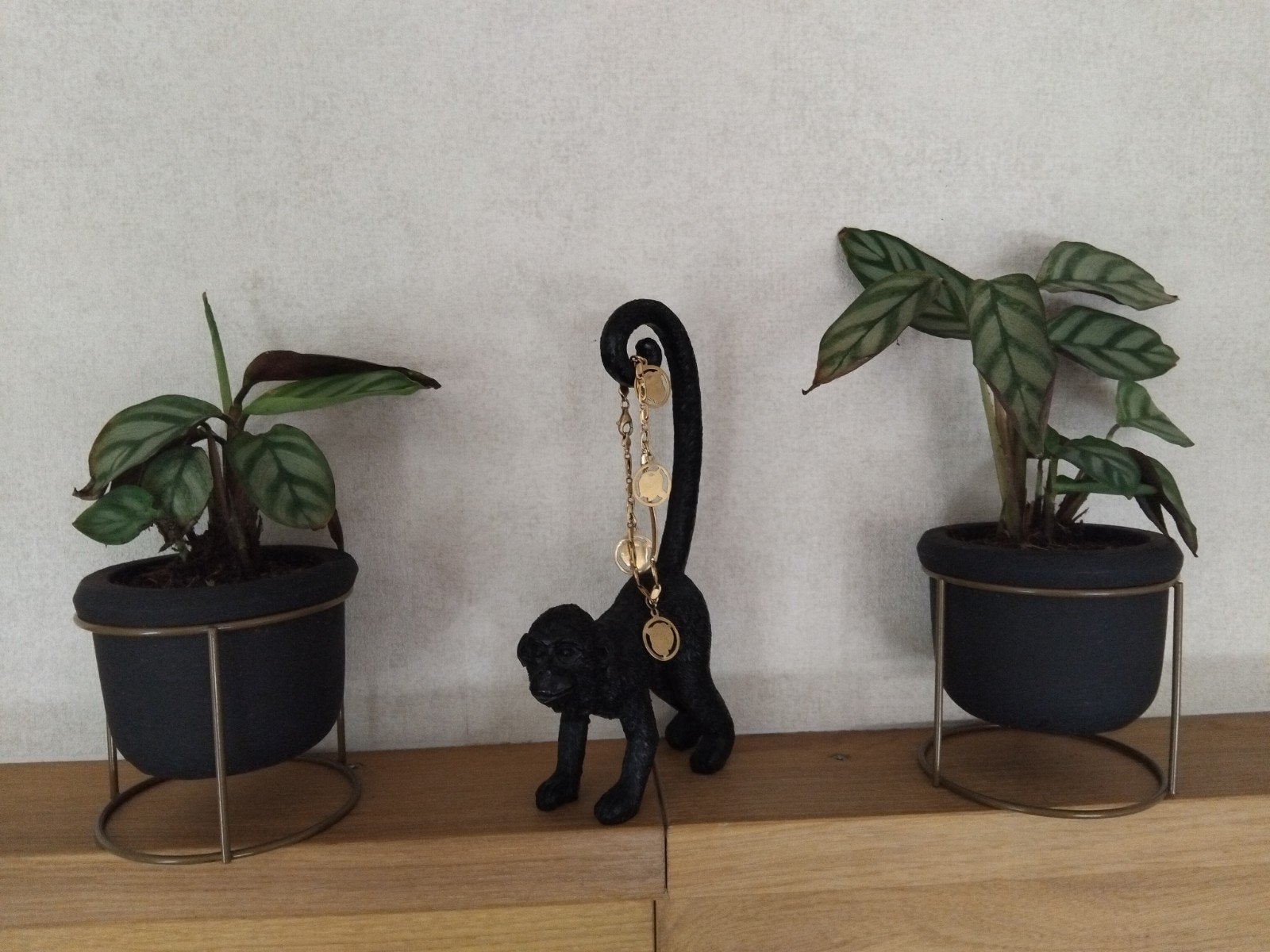 2 Calathea compactstar in bloempot, Ophalen, Halfschaduw, In pot, Minder dan 100 cm