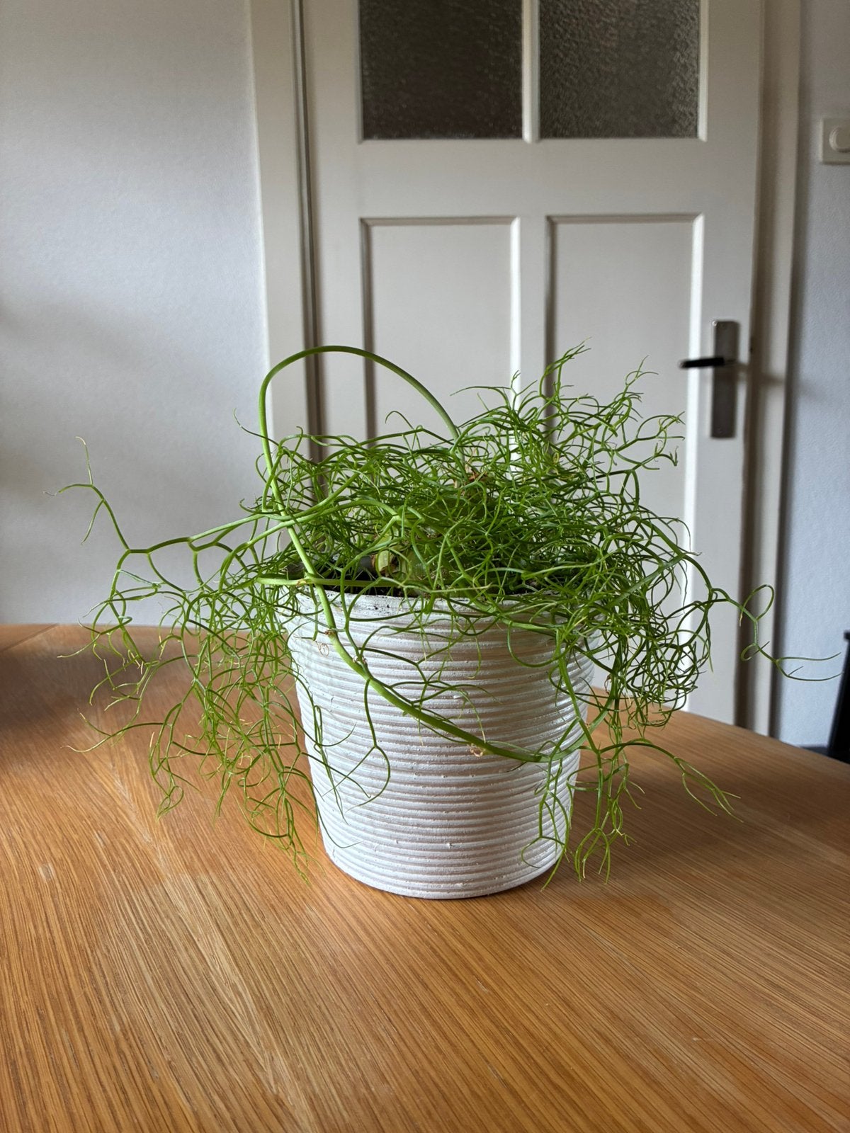 Vitrageplant (Boweia Volubilis) inclusief pot, Huis en Inrichting, Ophalen, Halfschaduw, Minder dan 100 cm