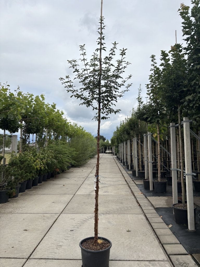 Acer griseum 8/10 cm  | Prachtige papieresdoorn, Tuin en Terras, In pot, Bloeit niet, Halfschaduw, Minder dan 100 cm