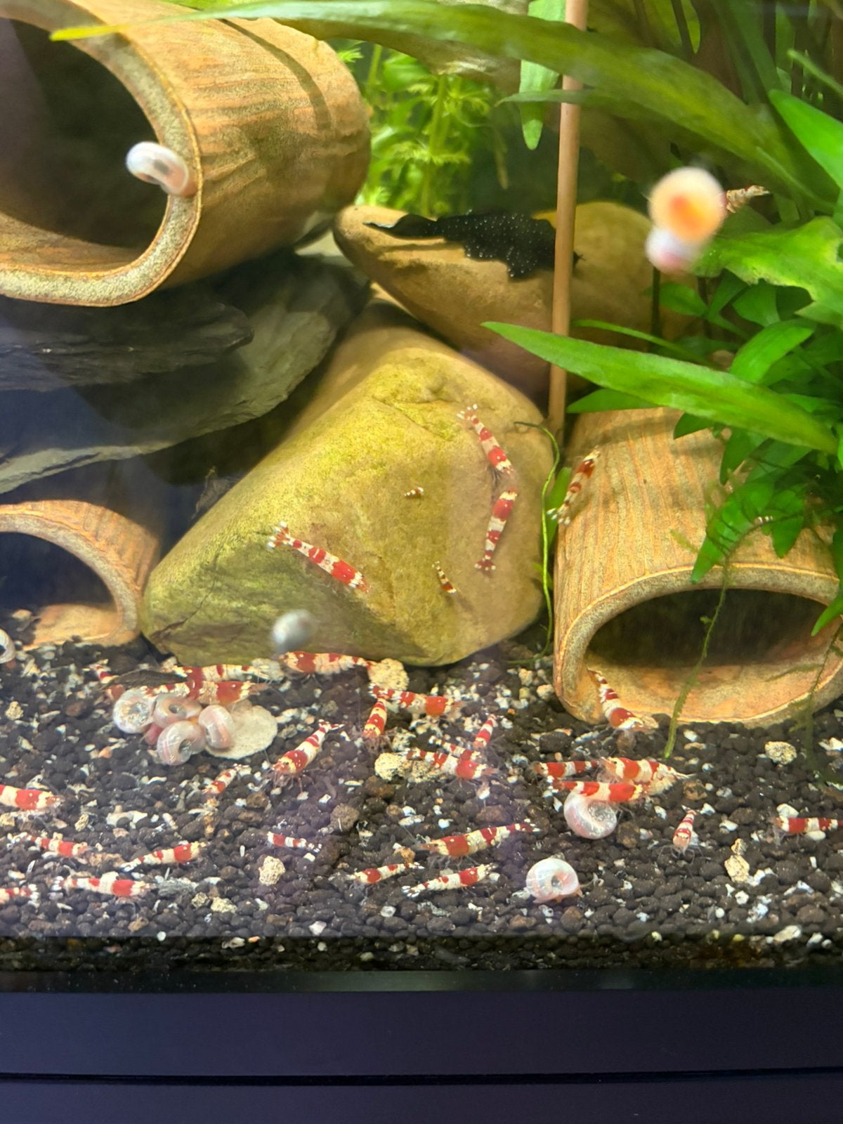 Caridina Crystal Red Garnalen, Dieren en Toebehoren, Kreeft, Krab of Garnaal