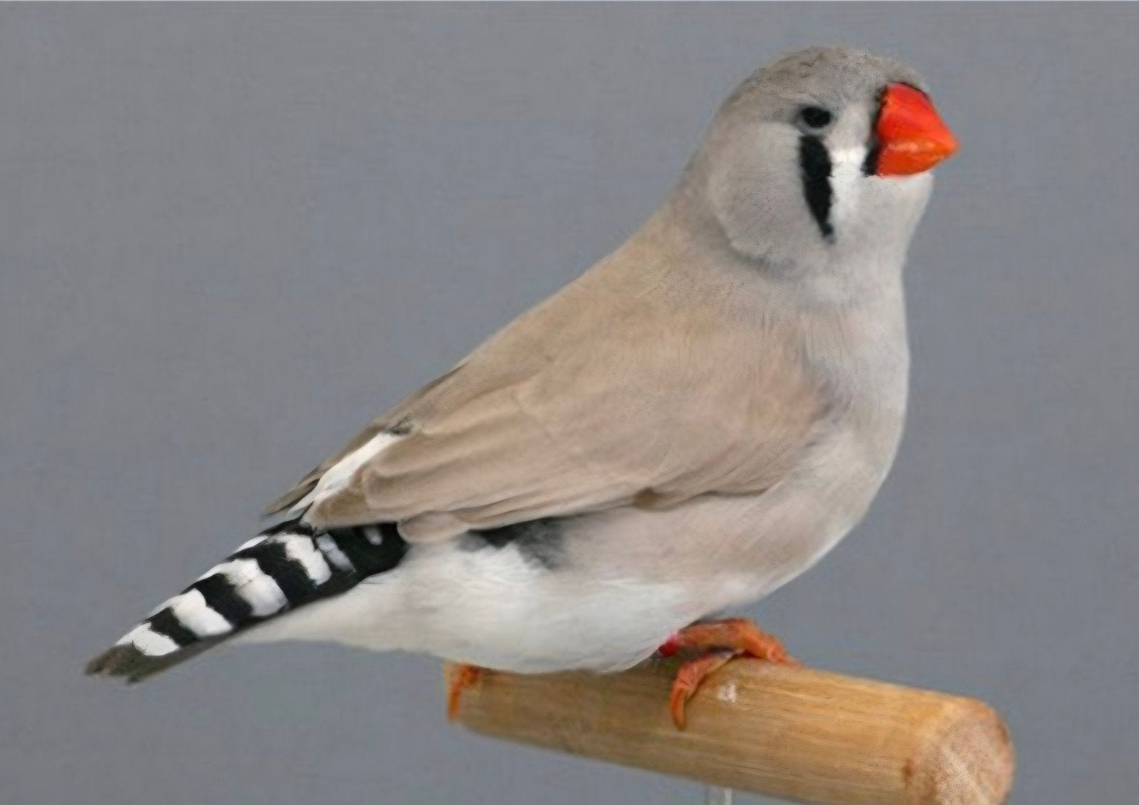 Gezocht zebra vink vergelijkbaar met deze, Meerdere dieren