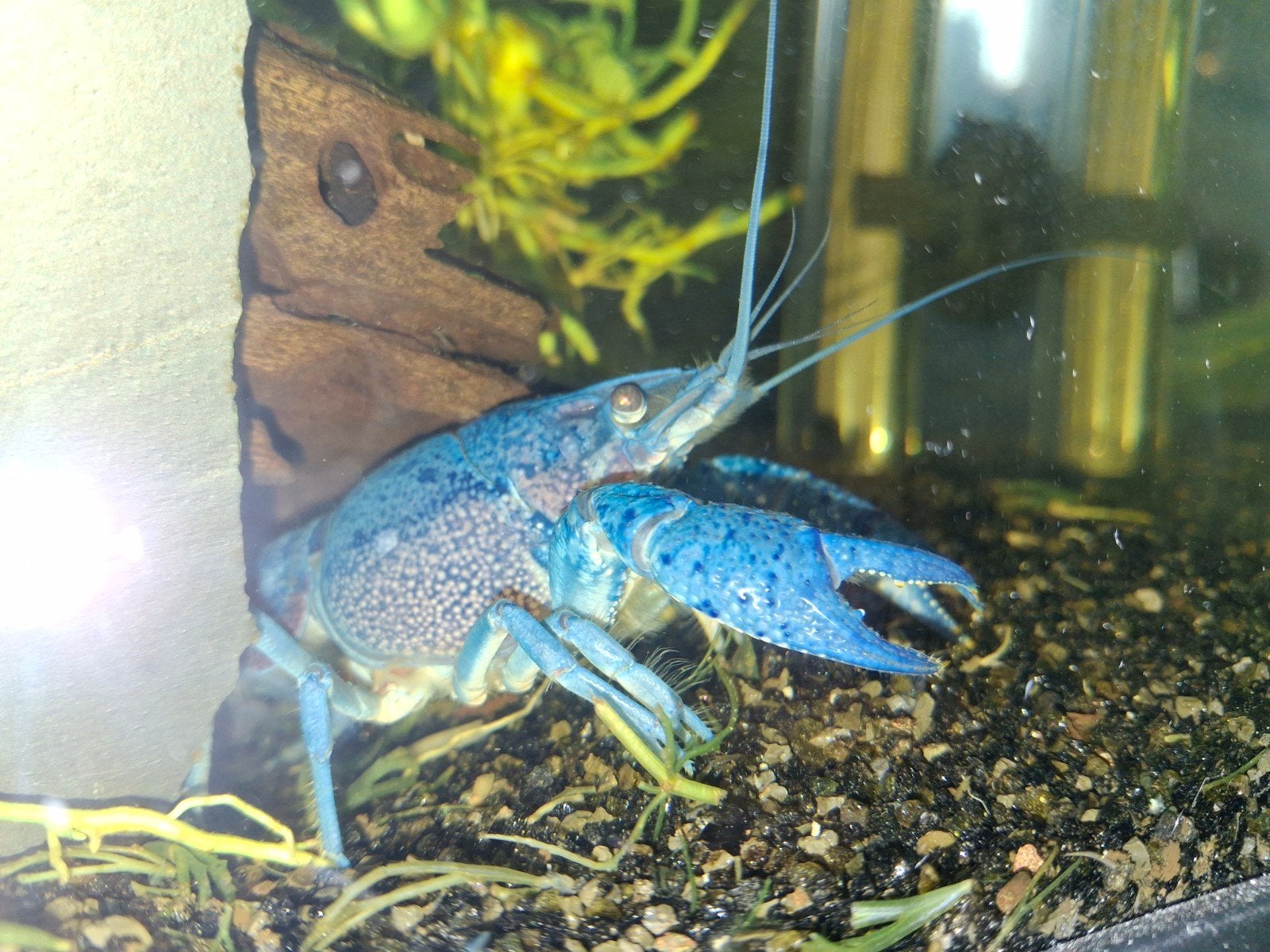 Prachtige blauwe florida kreeft, Dieren en Toebehoren, Kreeft, Krab of Garnaal