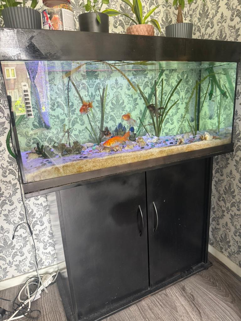 Compleet aquarium 200 liter, Dieren en Toebehoren, Vis
