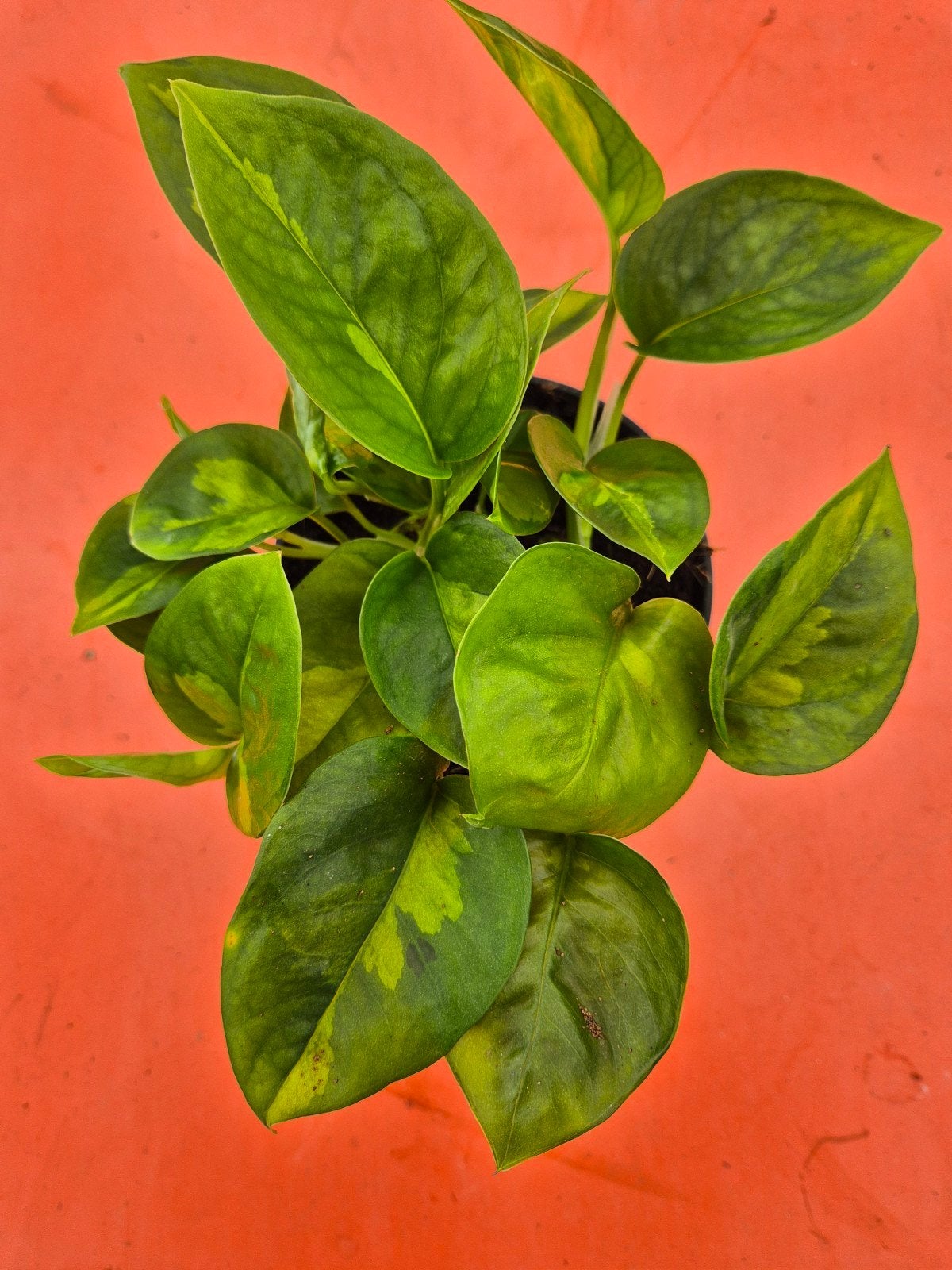 Epipremnum pinnatum Global Green p12, Ophalen of Verzenden, Halfschaduw, Minder dan 100 cm