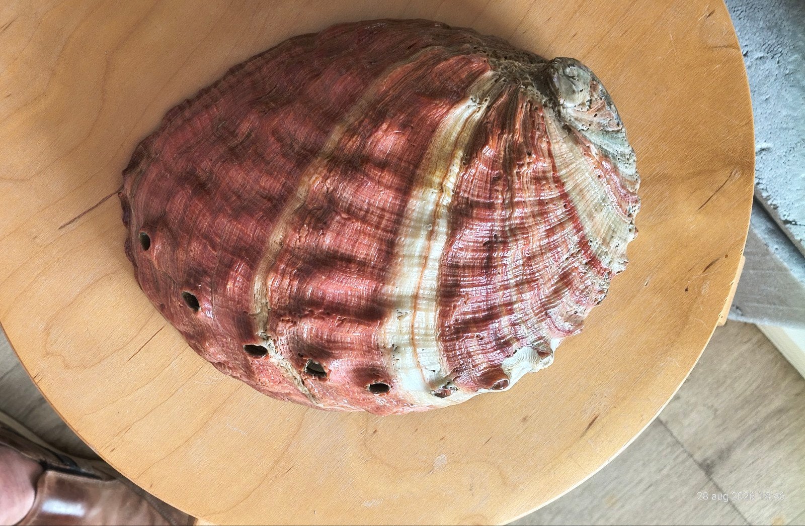"Unieke XL Rode Abalone / Zeeoor schelp, Ophalen of Verzenden, Zo goed als nieuw