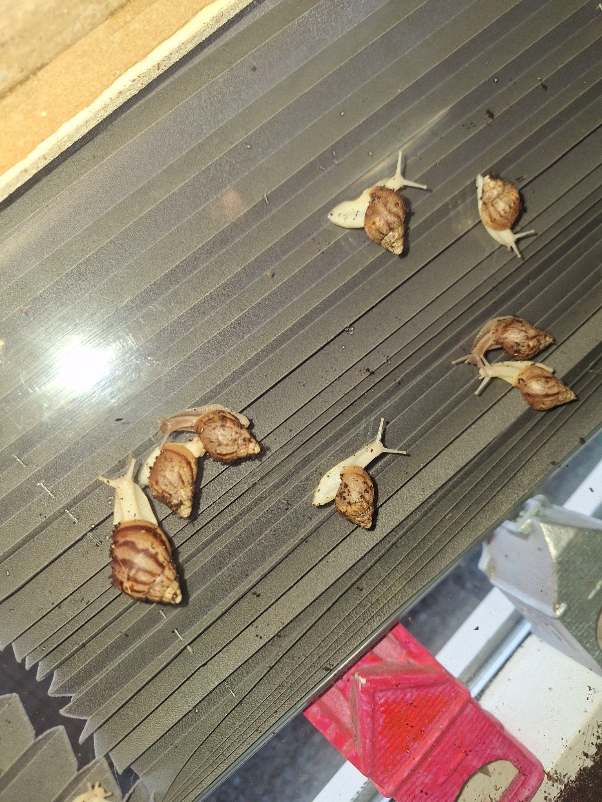 Reuzenslakken (afrikaanse), Dieren en Toebehoren, Overige soorten, 0 tot 2 jaar