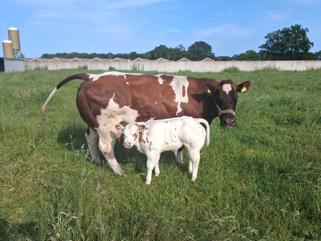 Mooi dikbil zoogstel, Dieren en Toebehoren, Meerdere dieren