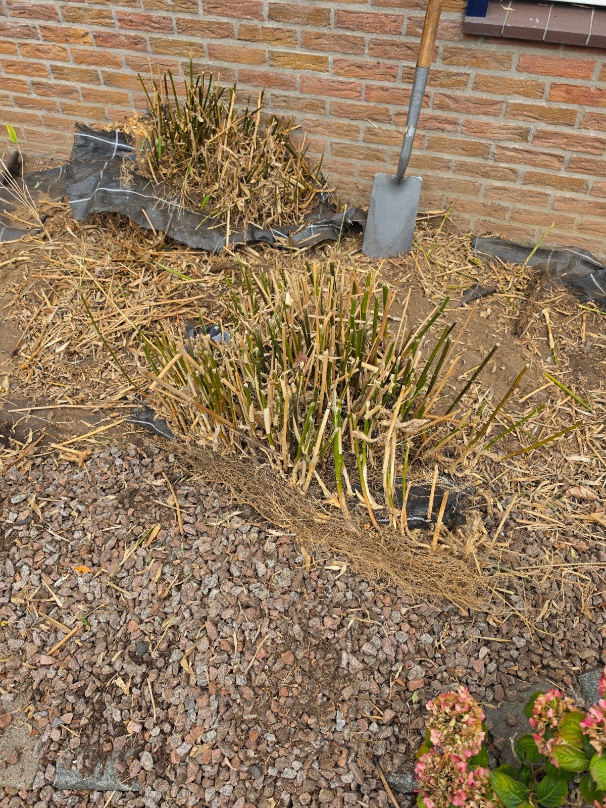Bamboe planten - Ideaal voor een groene afscheiding, Tuin en Terras, Ophalen of Verzenden, Bamboe, Struik, Minder dan 100 cm