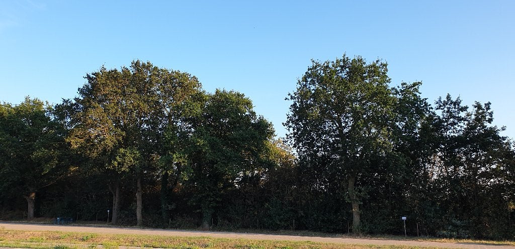 Bosperceel te koop, Tuin en Terras, Planten | Bomen, Ophalen of Verzenden, Volle zon, Overige soorten