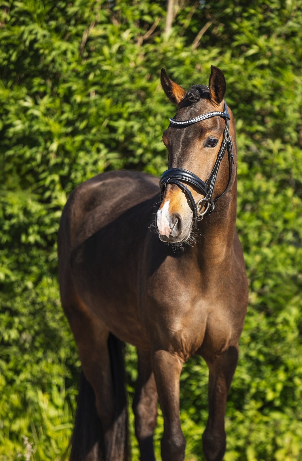 Bloedmooie 3 jarige d pony, Merrie, Met stamboom, Dressuurpony, Zadelmak