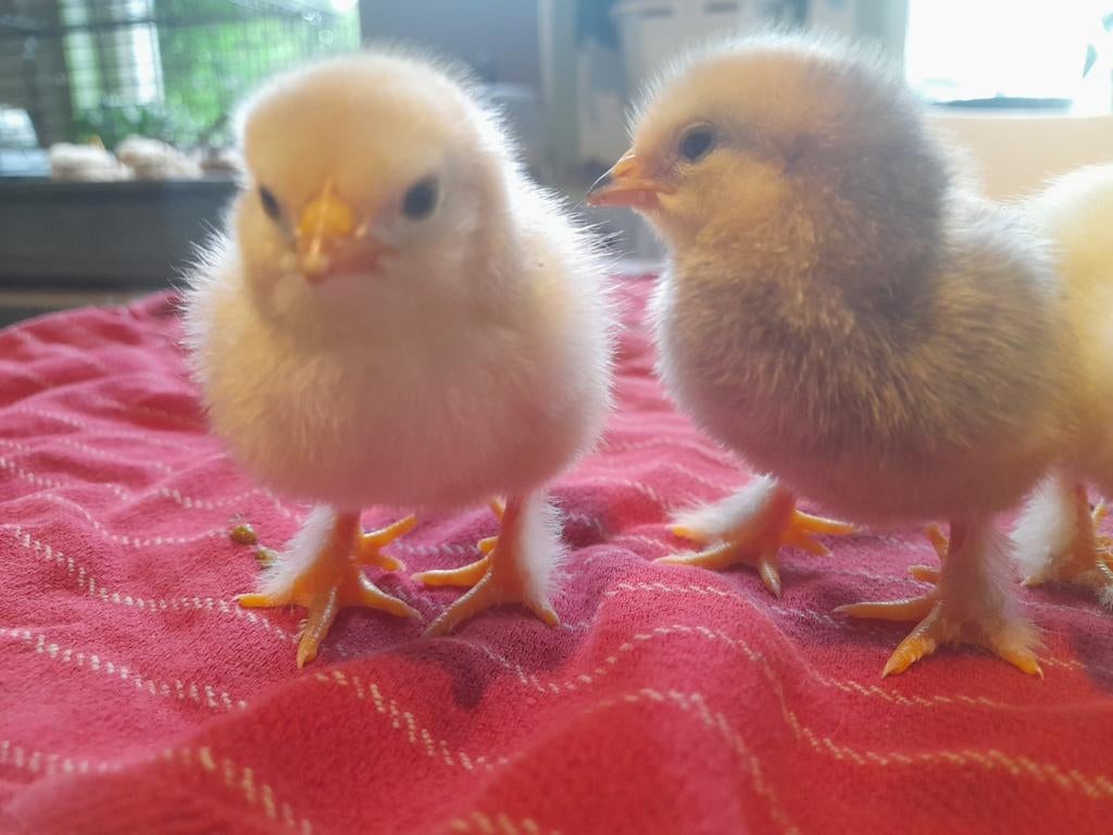 5 kuikens zijdehoen kruising, Dieren en Toebehoren, Pluimvee, Meerdere dieren, Kip