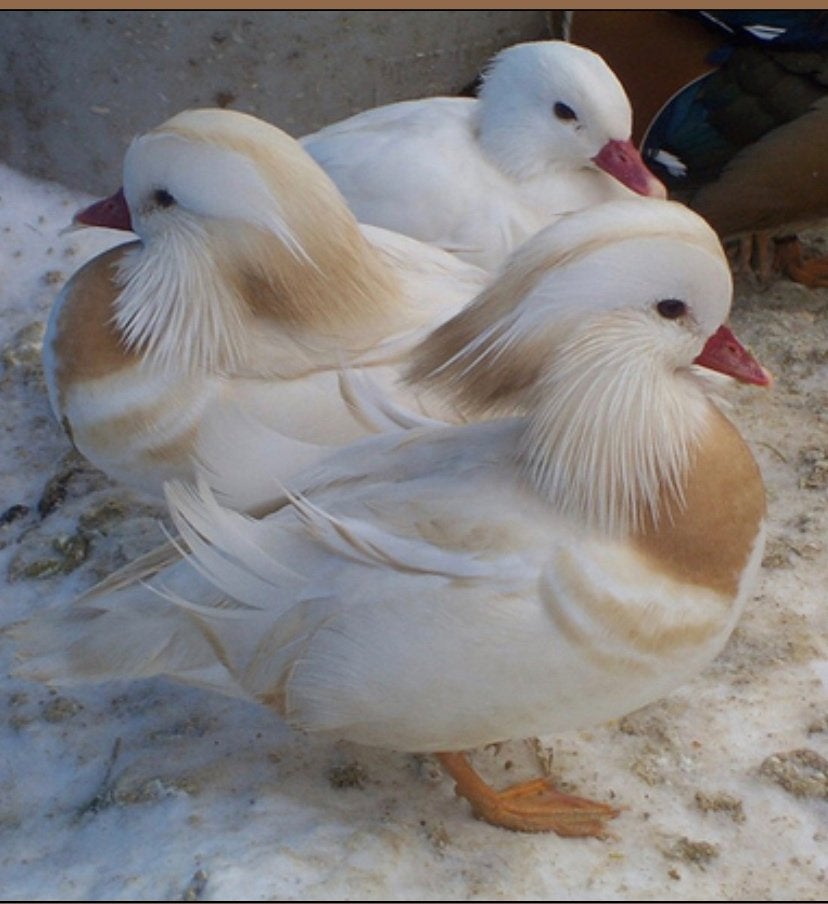 Witte mandarijneend/siereend, Meerdere dieren, Eend