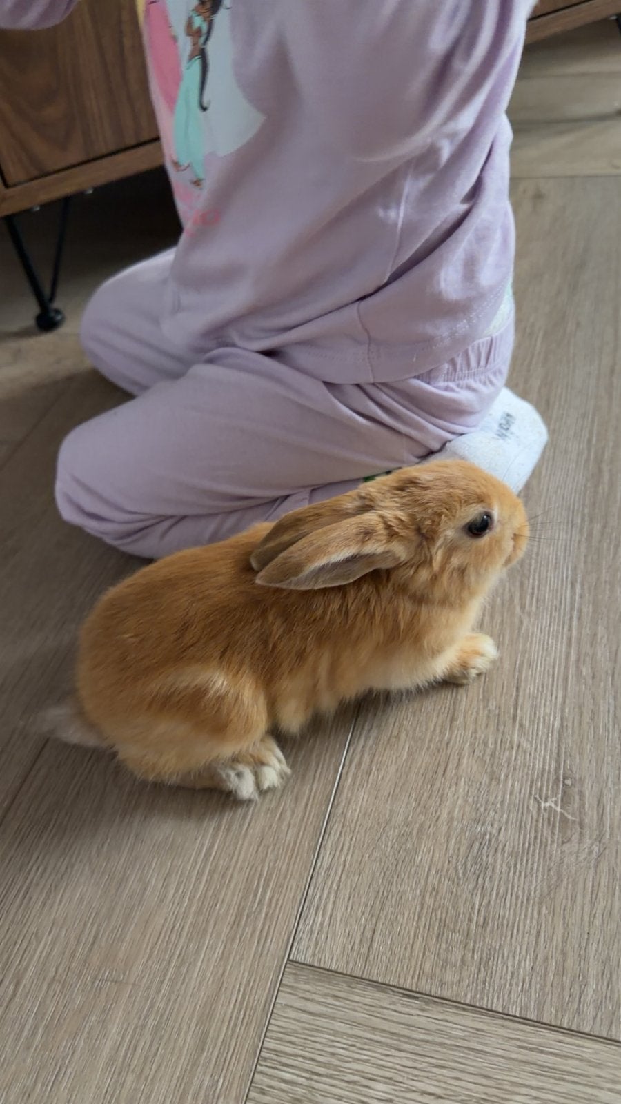 Voedster baby konijntje, Dieren en Toebehoren, Juli, Vrouwelijk, Overige typen, Tam
