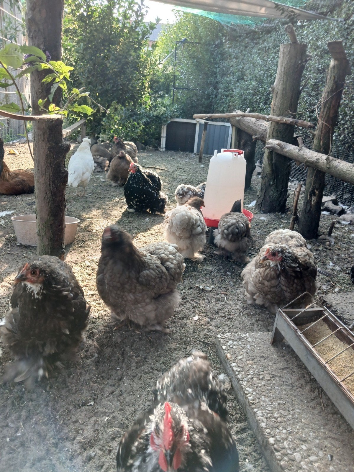 Cochin kriel en Eastereggers hennen, Dieren en Toebehoren, Pluimvee, Meerdere dieren, Kip
