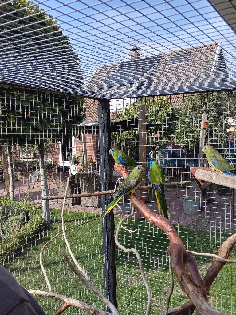 2 turquoisine parkieten van 2026, Dieren en Toebehoren, Meerdere dieren, Parkiet, Geringd