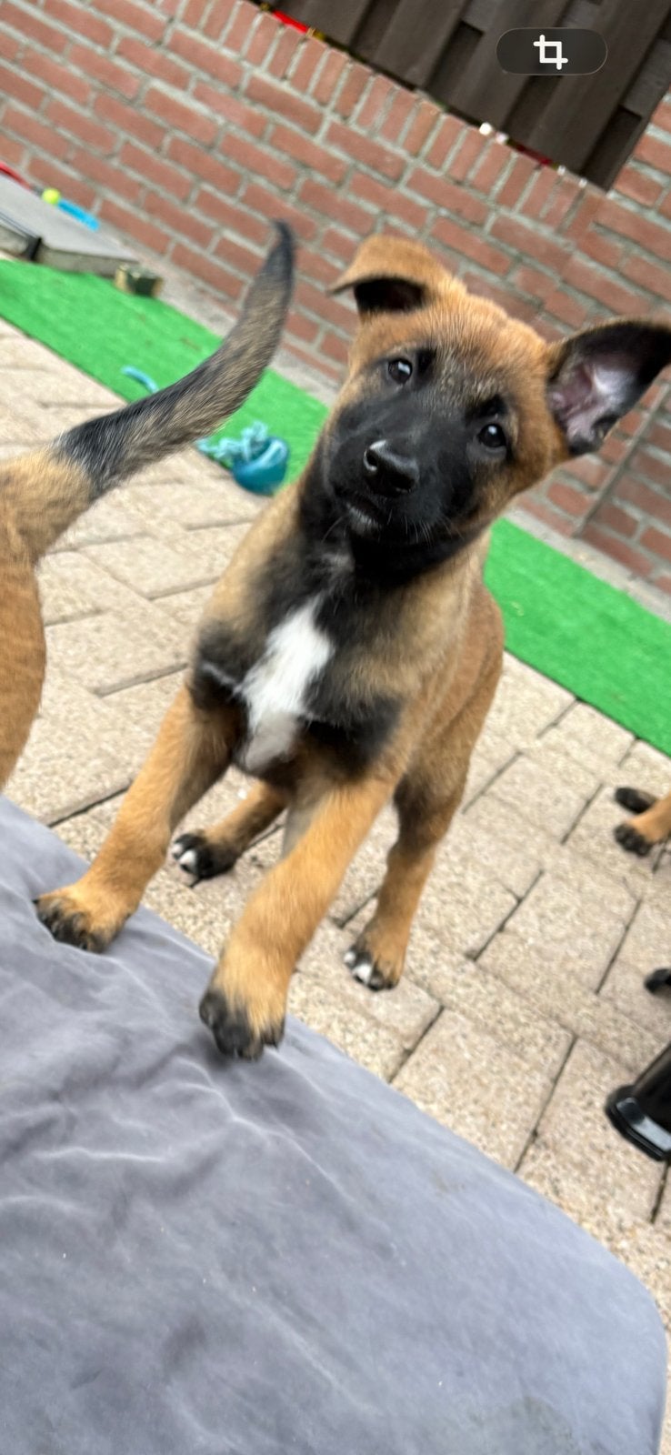Mechelse herder pups  1 teefje beschikbaar, Dieren en Toebehoren, Honden | Niet-rashonden, Parvo, Meerdere, Meerdere dieren, Nederland