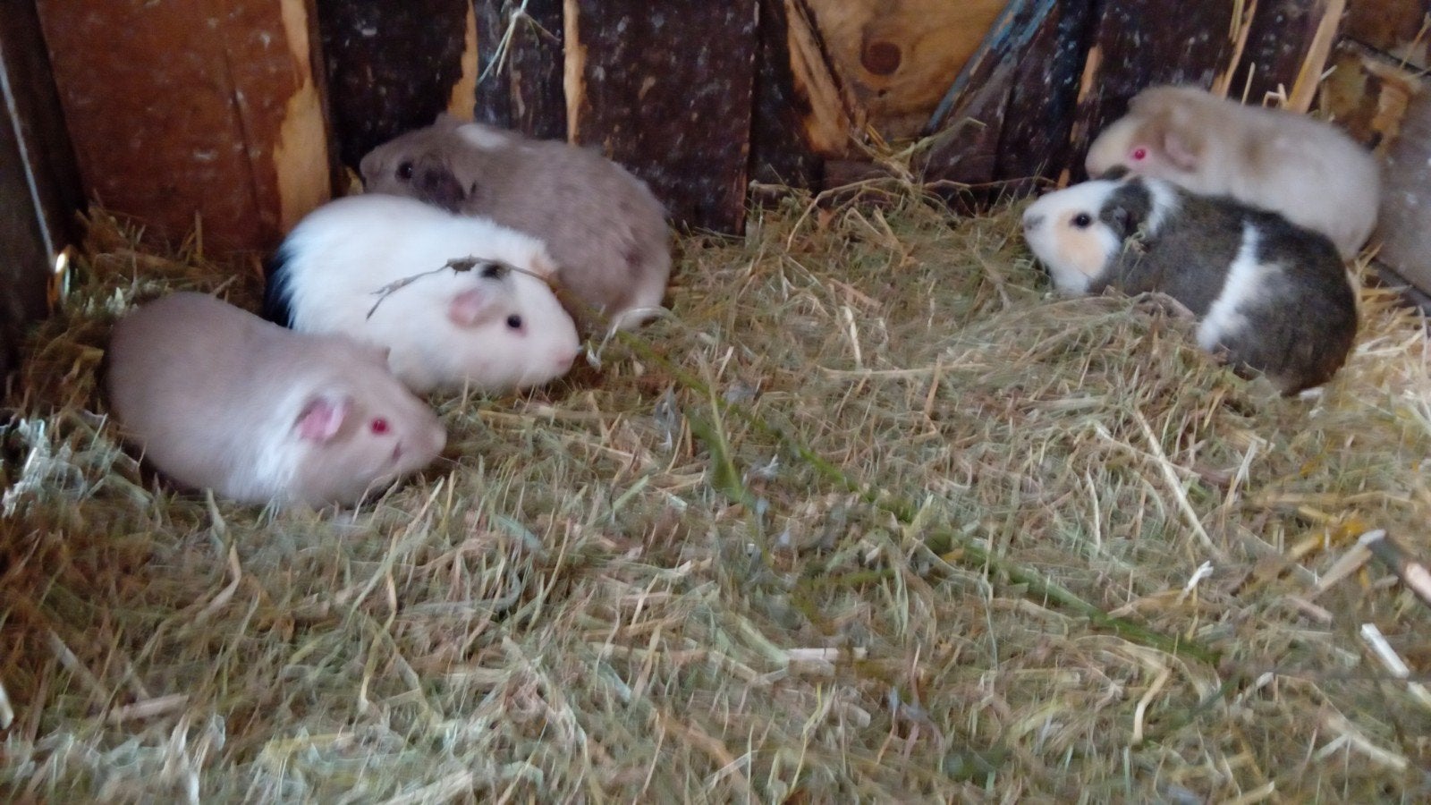 CAVIA'S TEKOOP, Juni, Mannelijk, Cavia