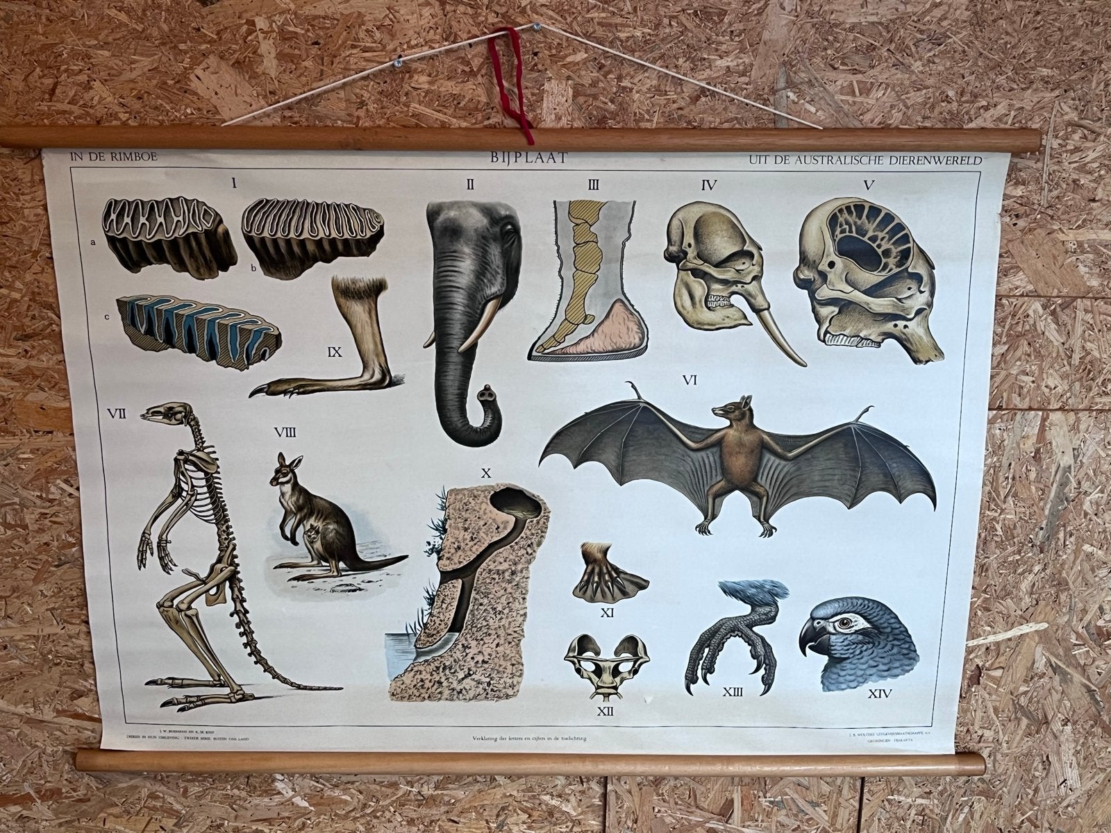 Vintage schoolplaat 'Uit de Australische Dierenwereld', Ophalen