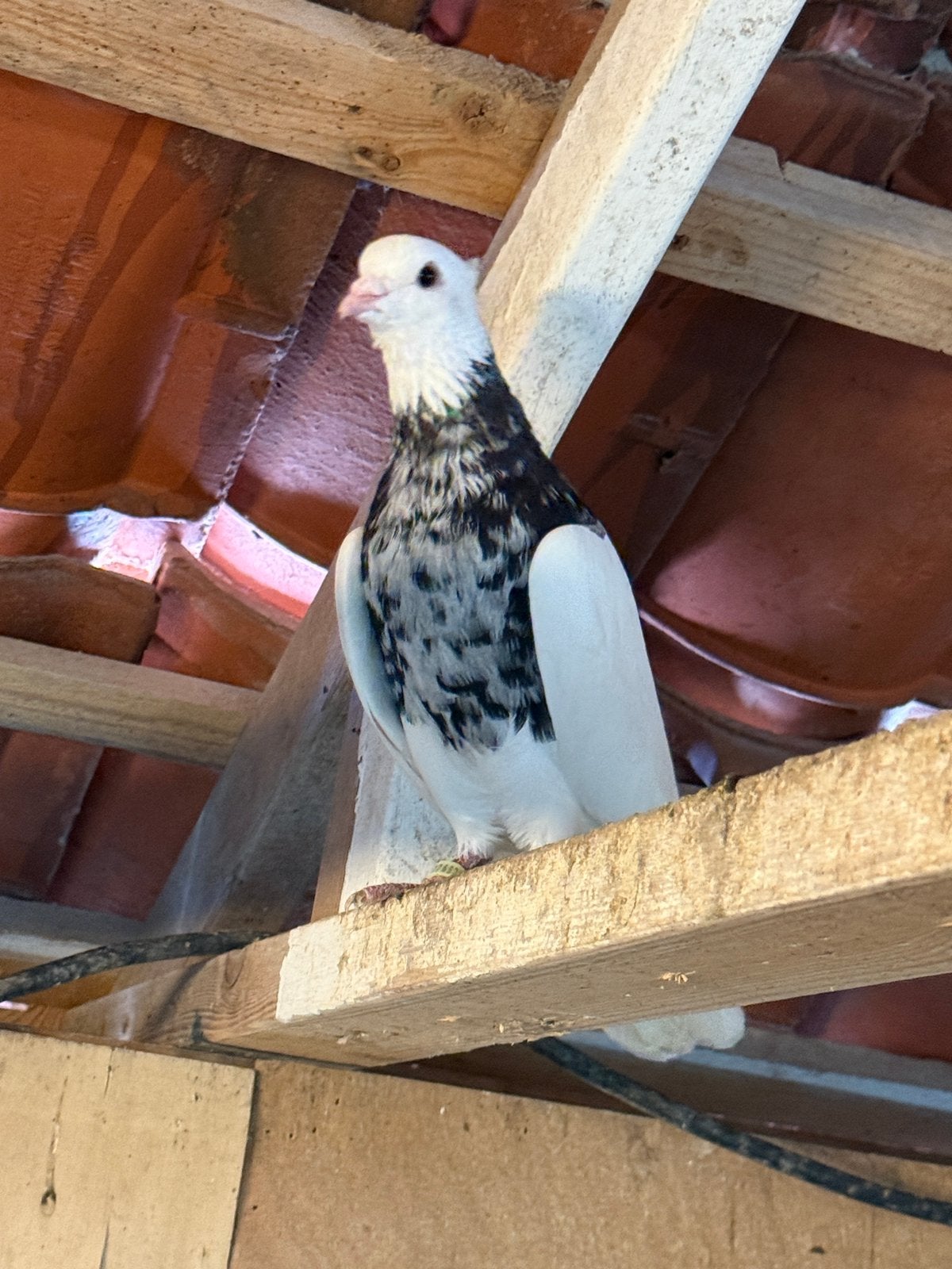 Beste iranse Duiven toghi soror, Meerdere dieren, Postduif
