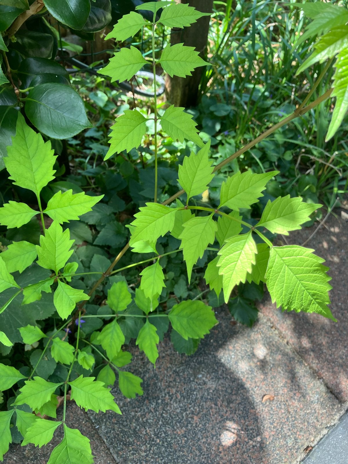 Stek Campsis flava oranje - Trompetbloem, Tuin en Terras, Planten | Tuinplanten, Ophalen, Volle zon, Vaste plant, Klimplanten