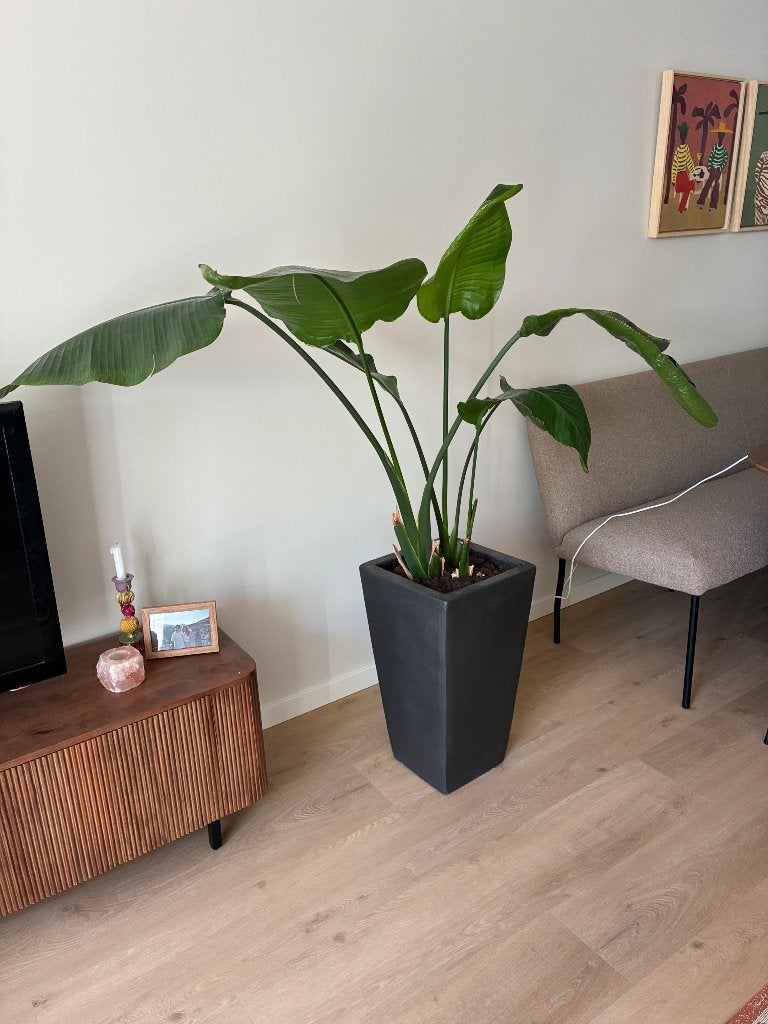 Strelitzia Nicolai, Huis en Inrichting, Kamerplanten, Overige soorten, 150 tot 200 cm, Groene kamerplant, Halfschaduw, In pot