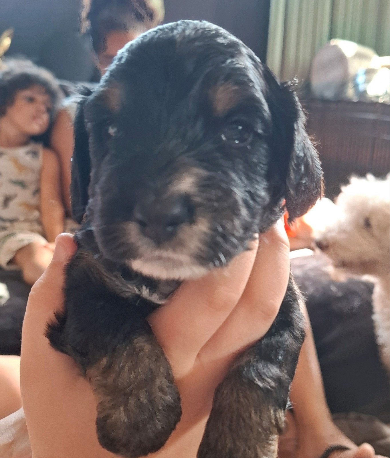 Cockapoo pups ( Black and tan ), Parvo, Overige rassen, 8 tot 15 weken, Meerdere dieren