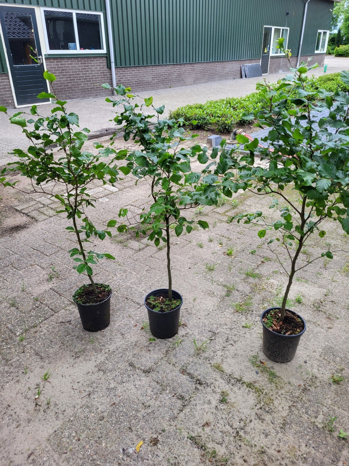 Beuken voor de haag. In pot gekweekt, Ophalen, Beukenhaag, 100 tot 250 cm