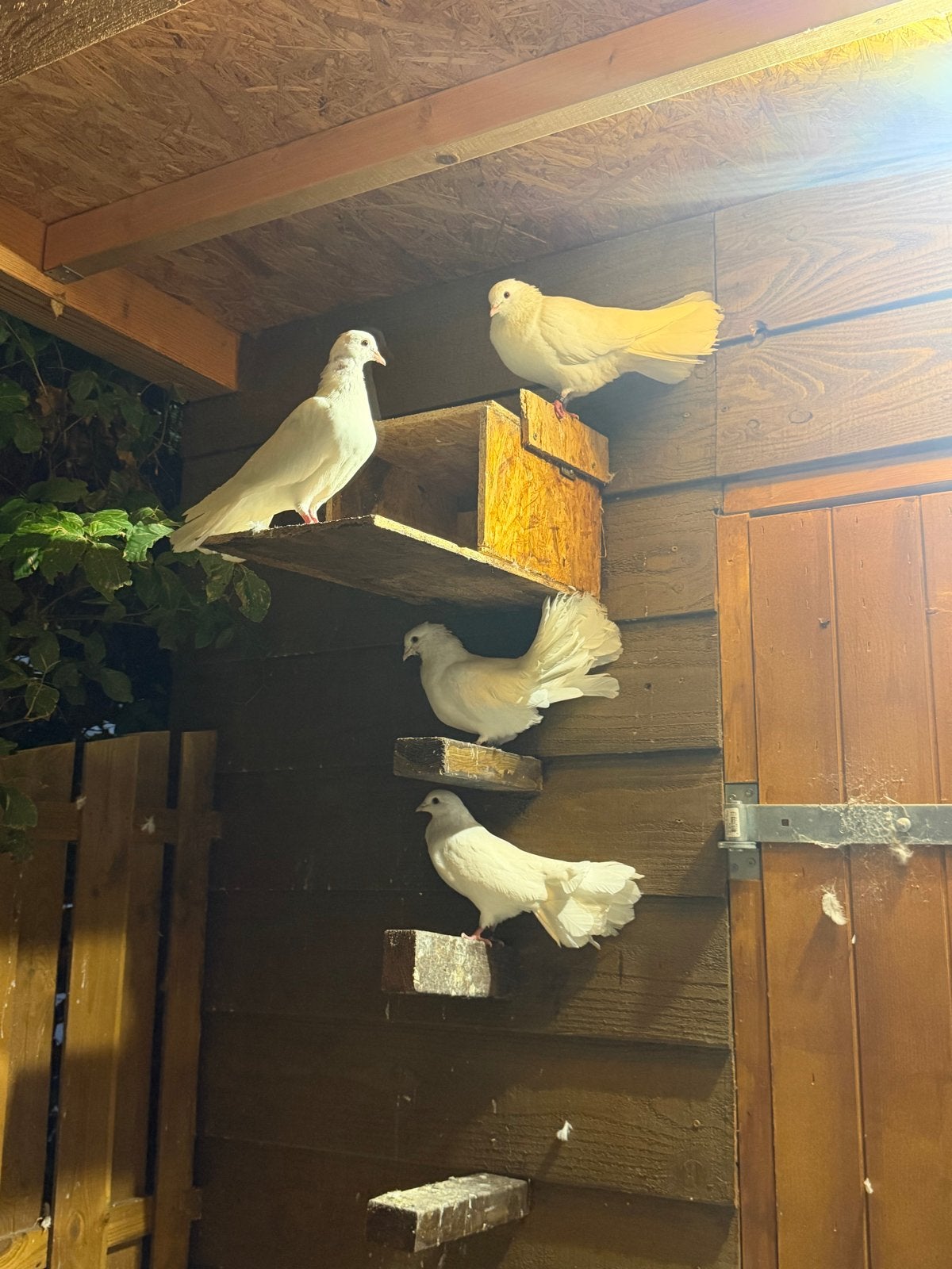 pauwstaart duiven, Dieren en Toebehoren