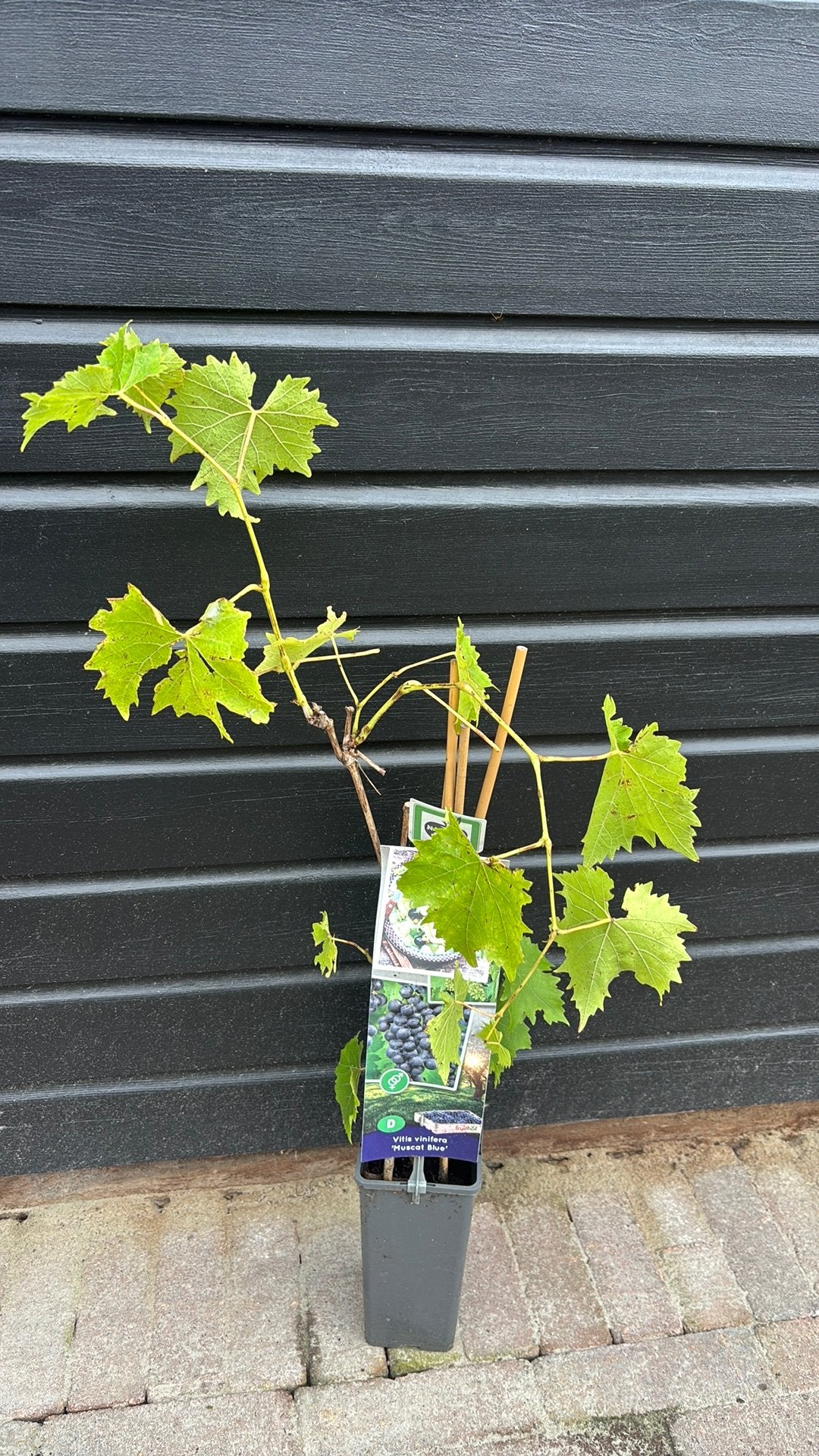 Druivenplant, Ophalen