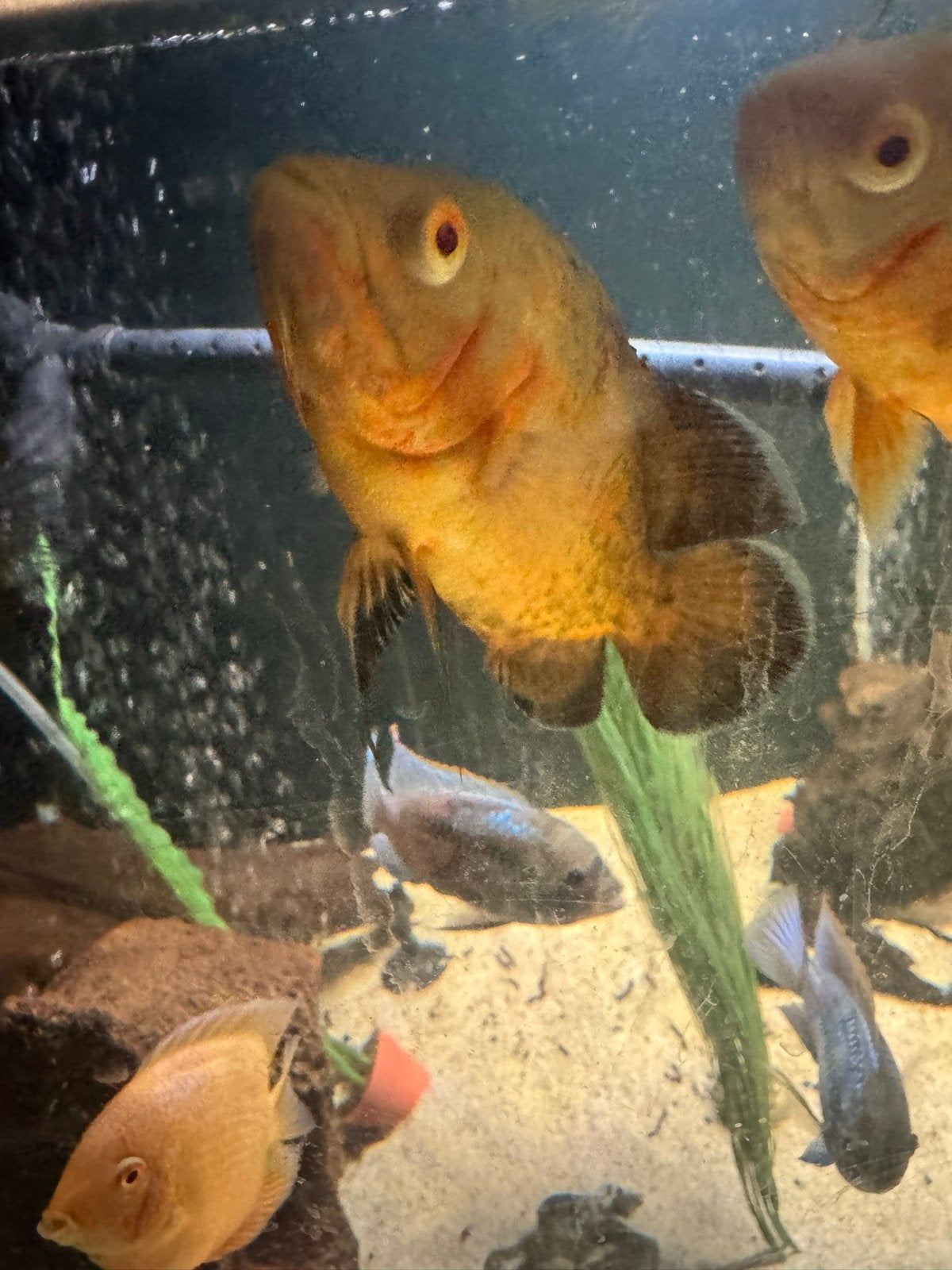 Pauwoog cichlide red nemo 20cm, Dieren en Toebehoren, Vissen | Aquariumvissen, Vis, Zoetwatervis