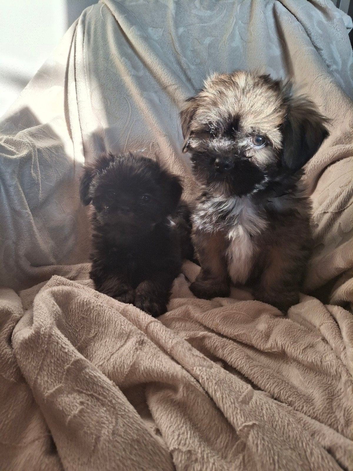 lhasa apso/malthezer x lhasa apso pups, Overige rassen, CDV (hondenziekte), 8 tot 15 weken, Meerdere