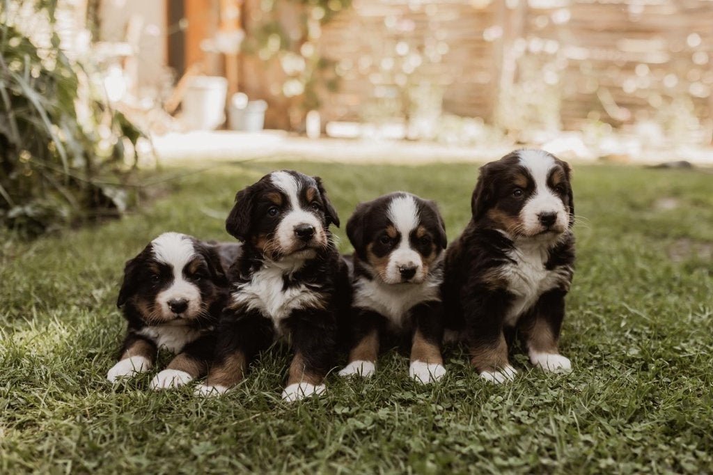 Berner Sennen pups, Parvo, Overige rassen, 8 tot 15 weken, Meerdere