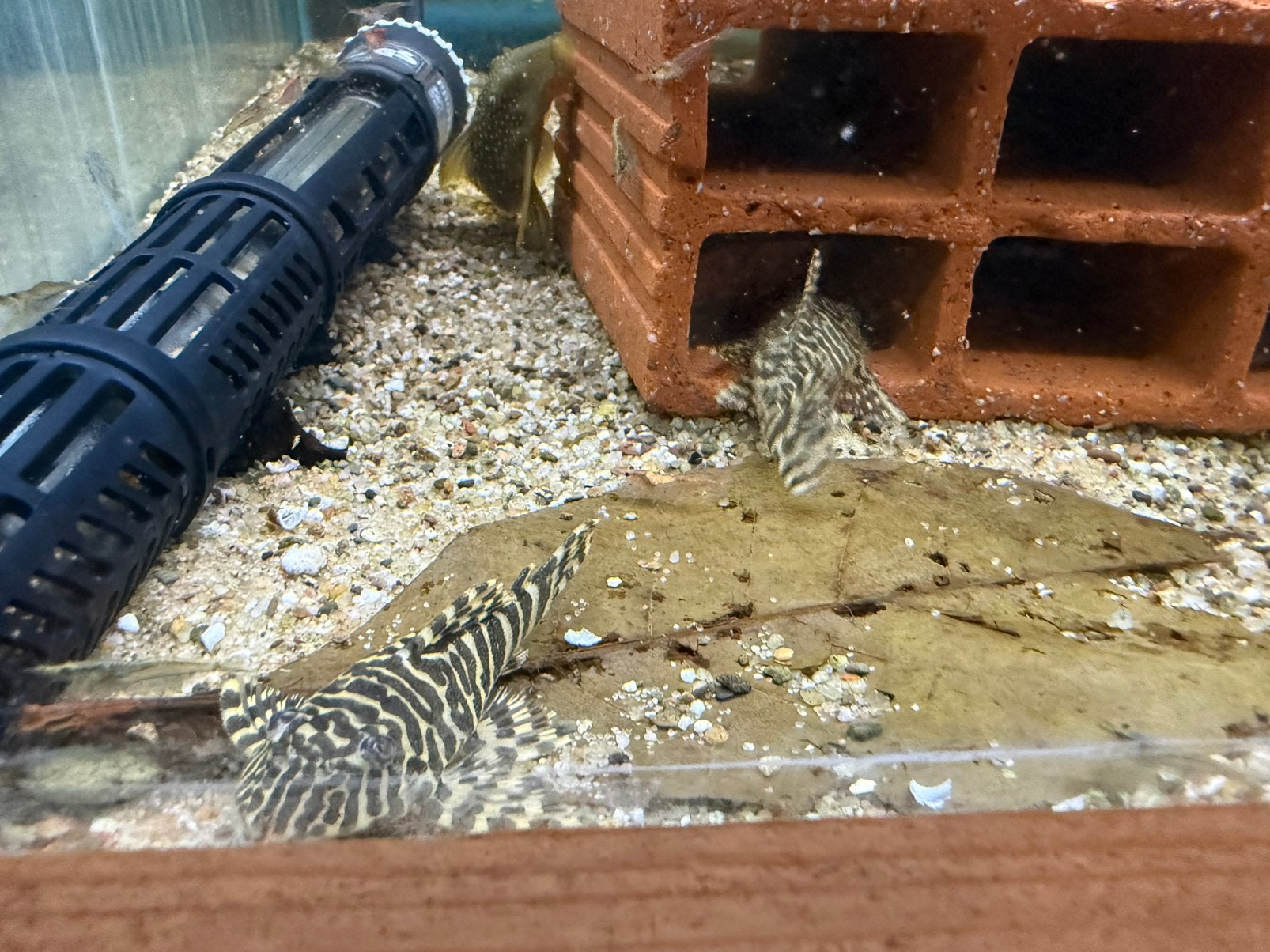 L134 Peckoltia Compta wildvang, Dieren en Toebehoren, Vis, Zoetwatervis