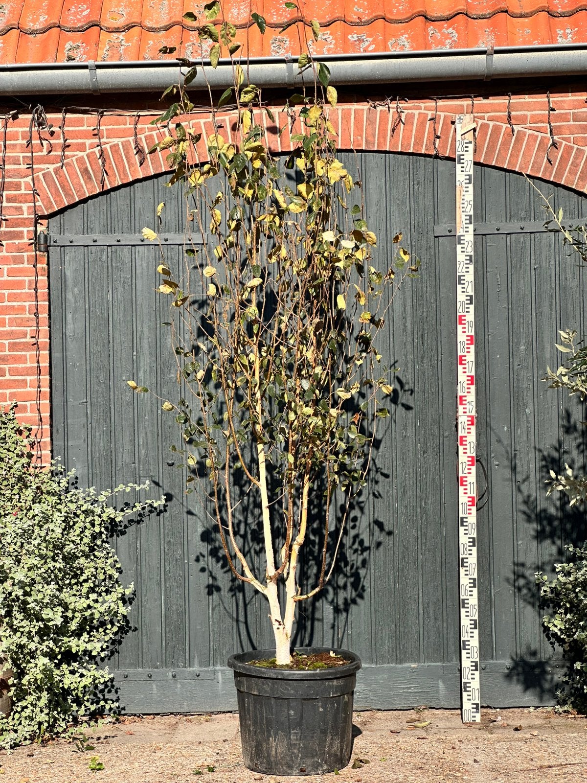 Meerstammige berk (betula utilis Doorenbos), Ophalen, Bloeit niet, Volle zon, Overige soorten