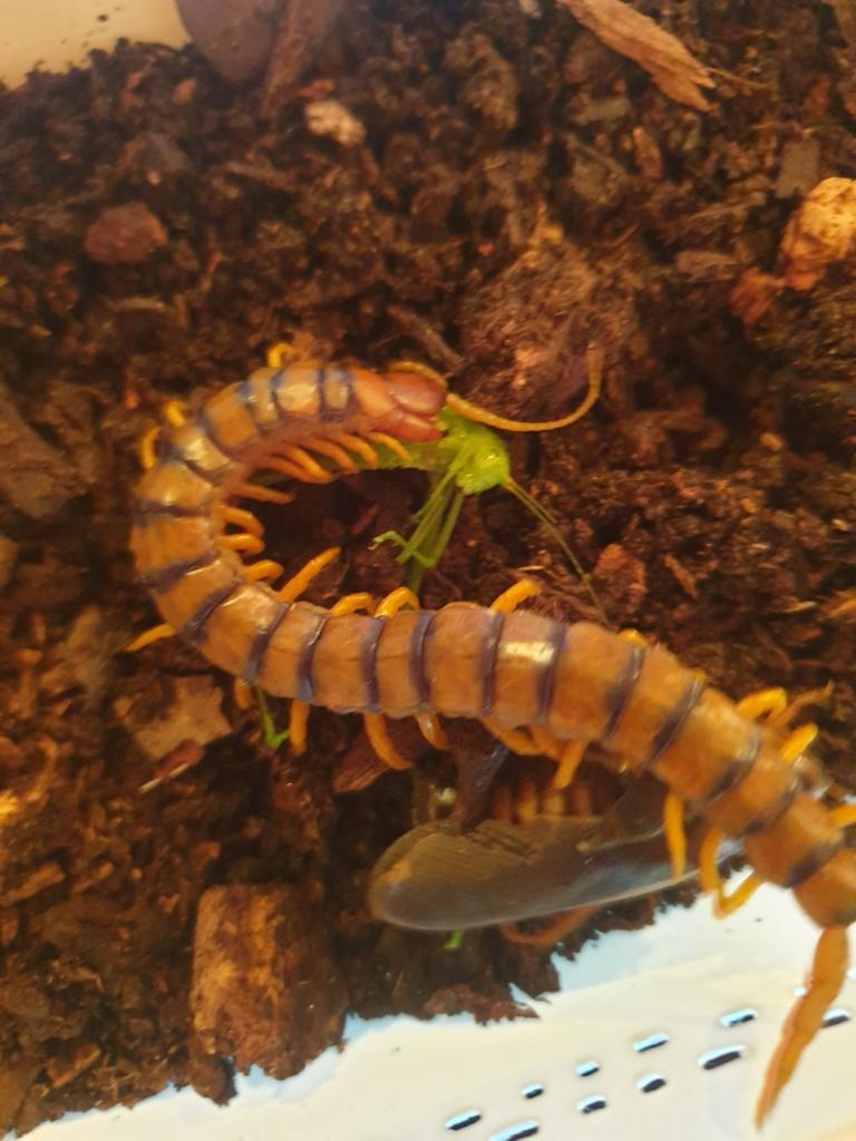 Scolopendra cinguleta koppel (man en vrouw), Dieren en Toebehoren, Insecten en Spinnen, Wandelende tak