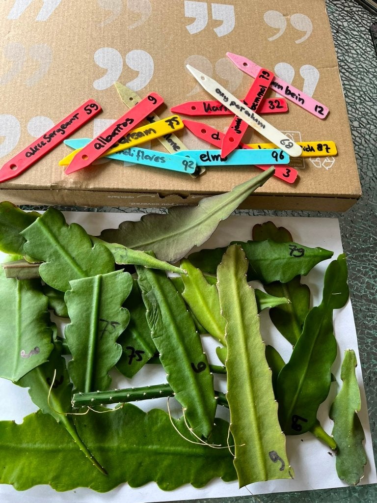 epiphyllum cactus set met 16 ongewortelde stekken, 12 soort, Verzenden, Halfschaduw, Cactus, Minder dan 100 cm