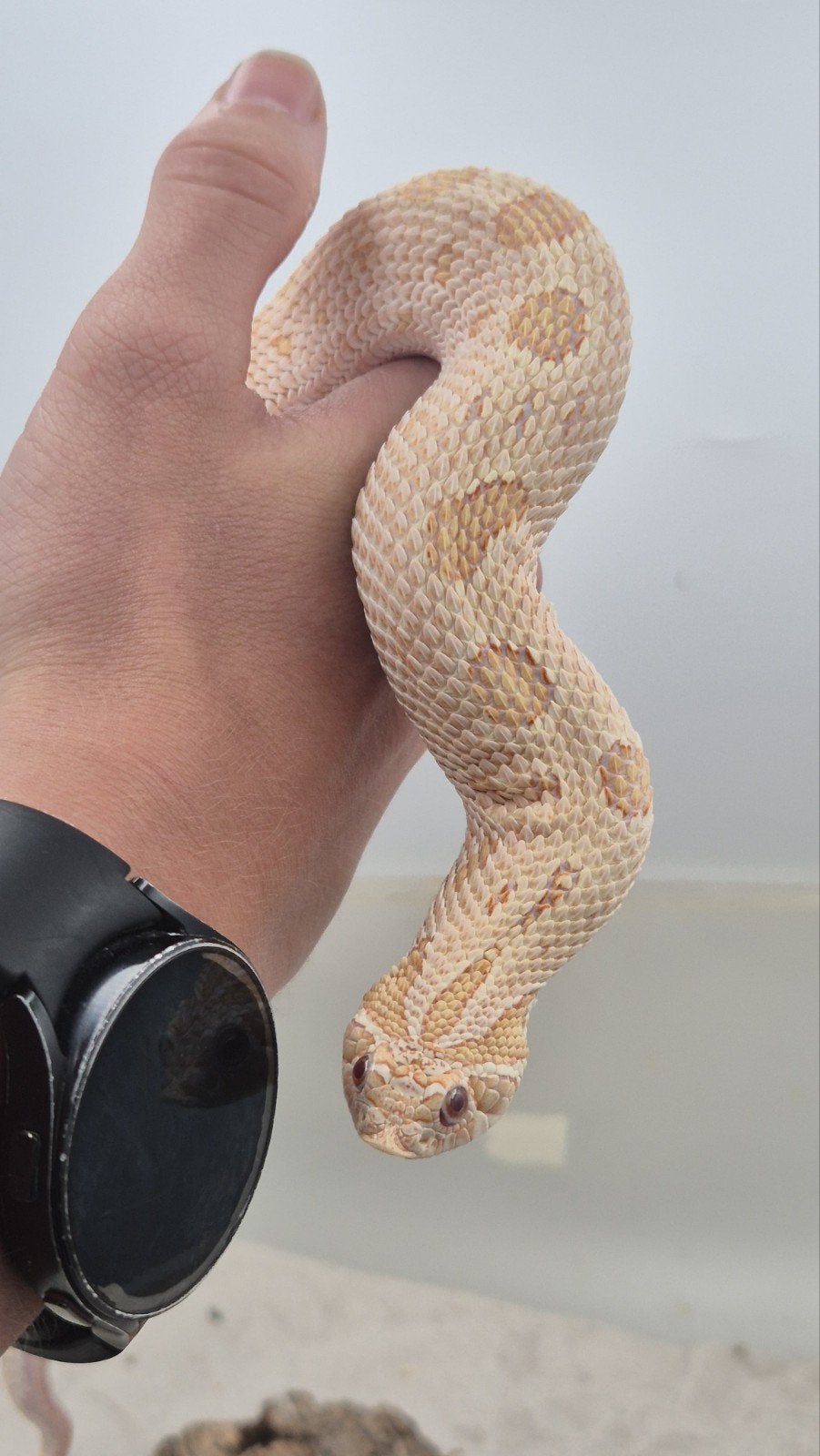 Volwassen haakneusslang vrouw Hognose Snake - female for sale from De Jong