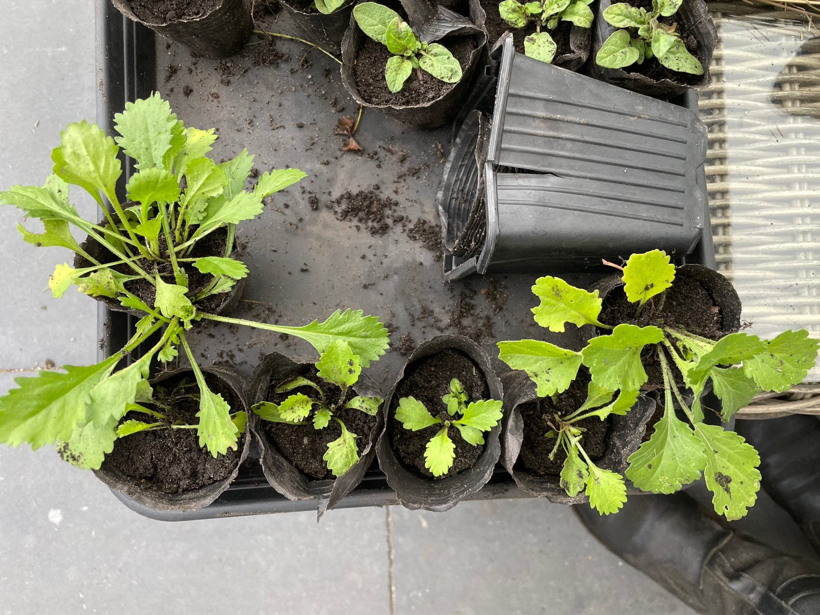 Plantjes Gewone Margriet, inheems, Volle zon, Vaste plant, Zomer, Ophalen