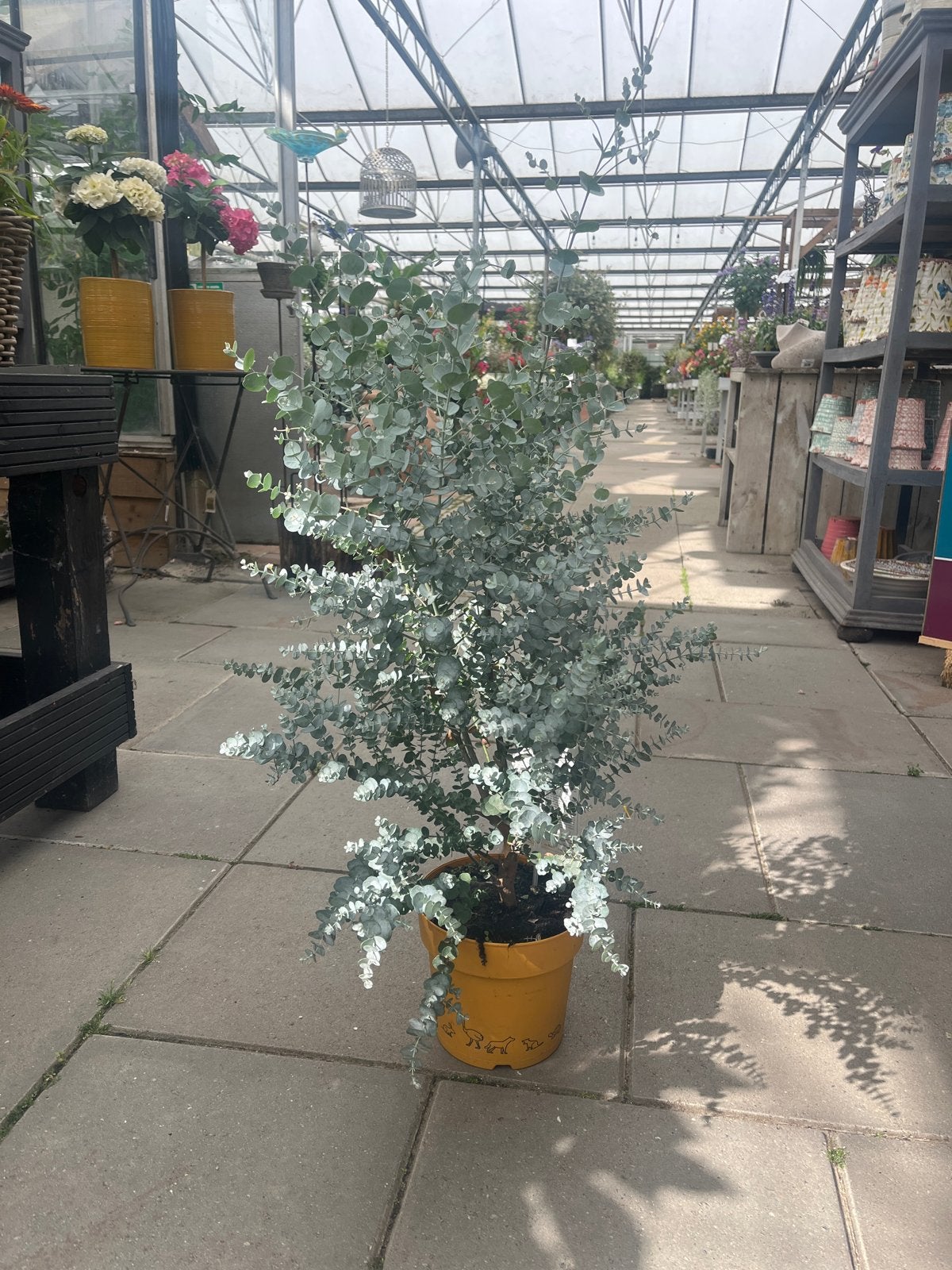 Eucalyptus Gunni Azura - Winterharde Mentholboom, Overige soorten, Volle zon, Vaste plant, Ophalen of Verzenden