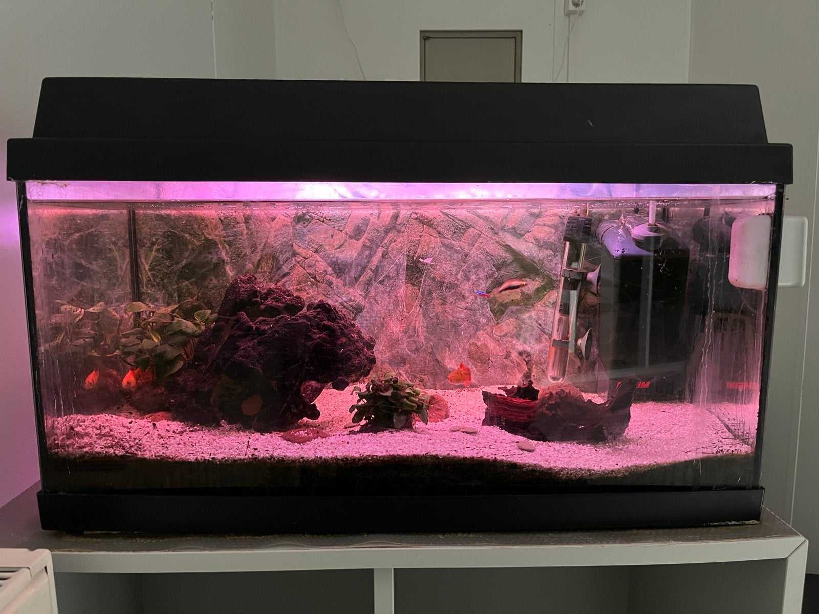 Aquarium, Ophalen, Gebruikt, Gevuld zoetwateraquarium